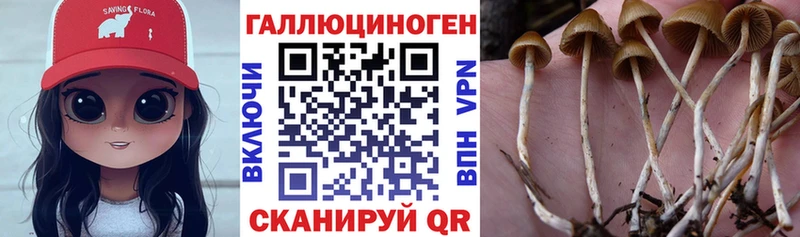 Галлюциногенные грибы Psilocybe Владимир